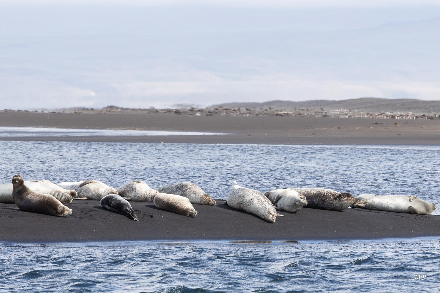 Péninsule de Vatnsnes: A Osar, les phoques se prélassent à quelques dizaines de mètres du rivage