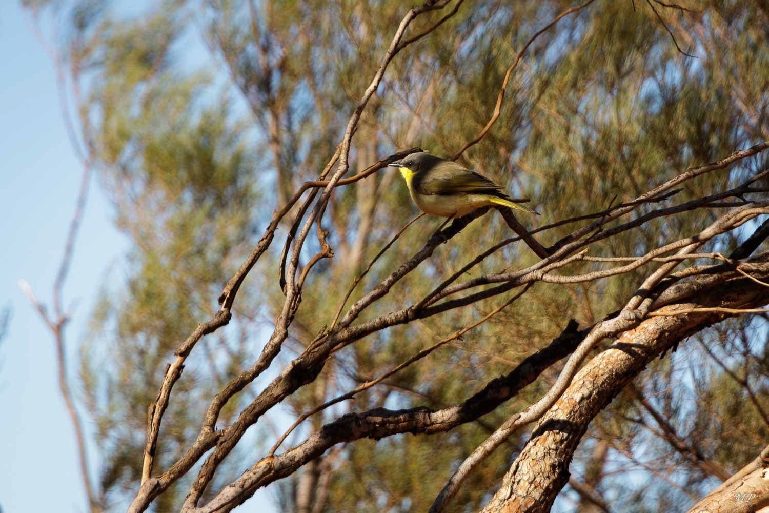 Gerygone à bec court