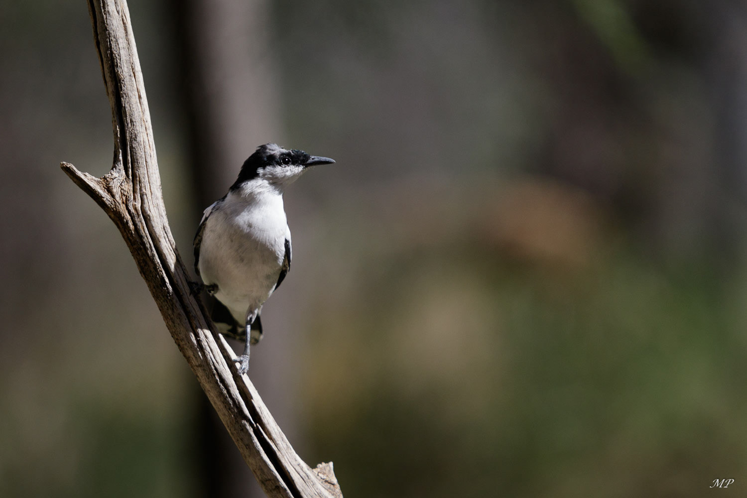 Pied-Honeyeater (famille des Meliphages)