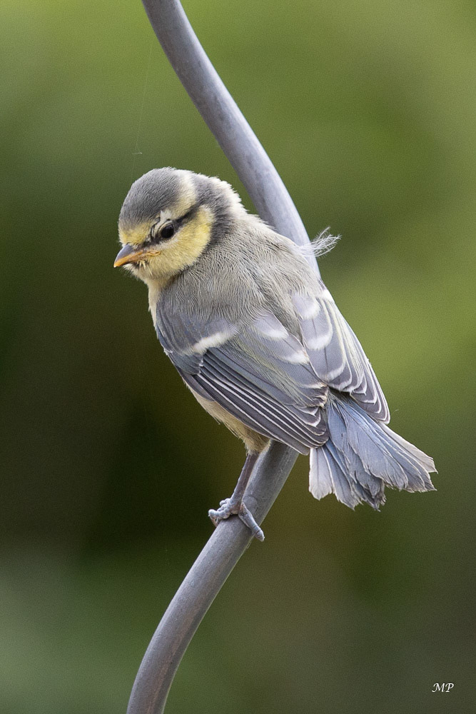 1ere sortie pour la petite mésange