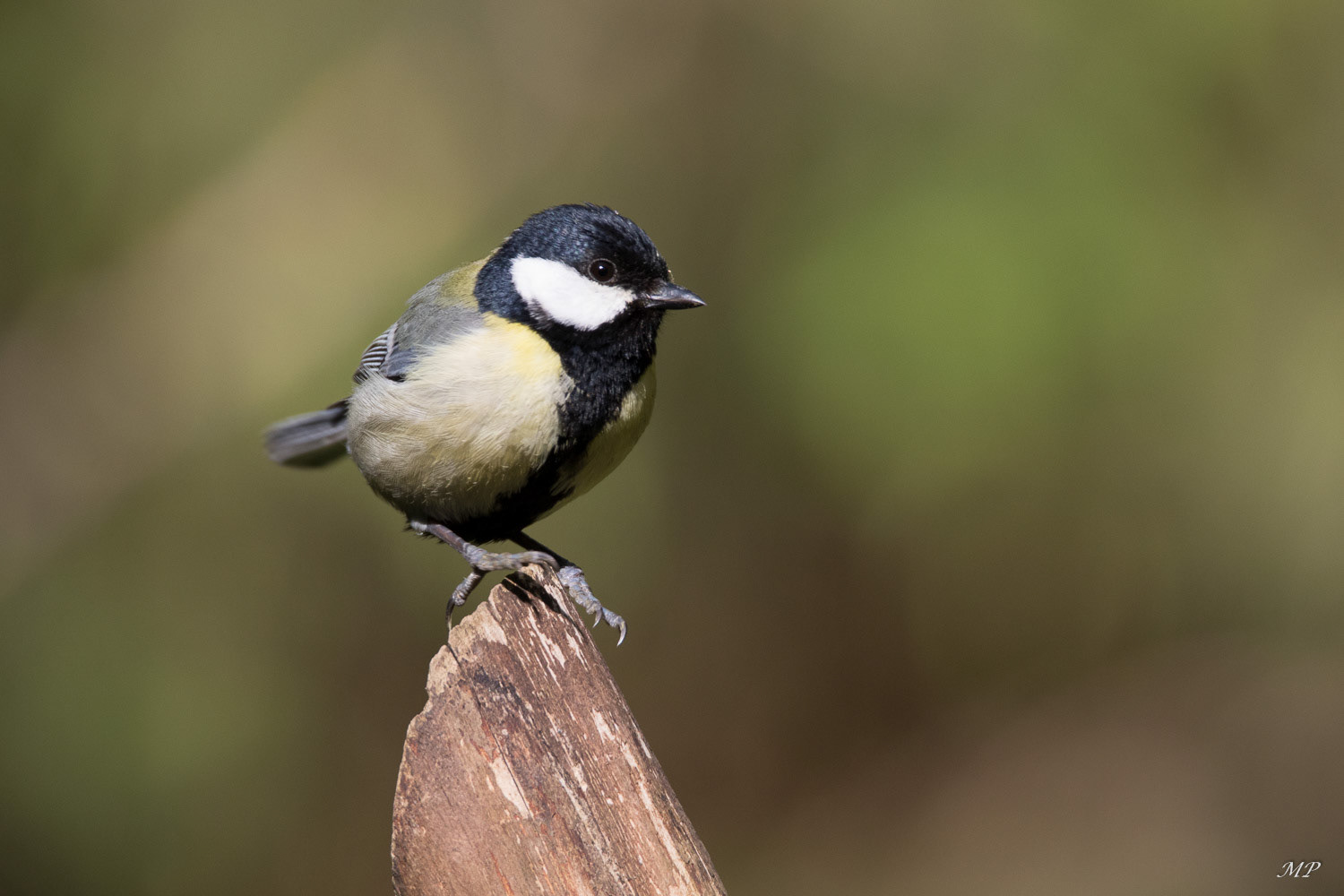 Mesange charbonnière
