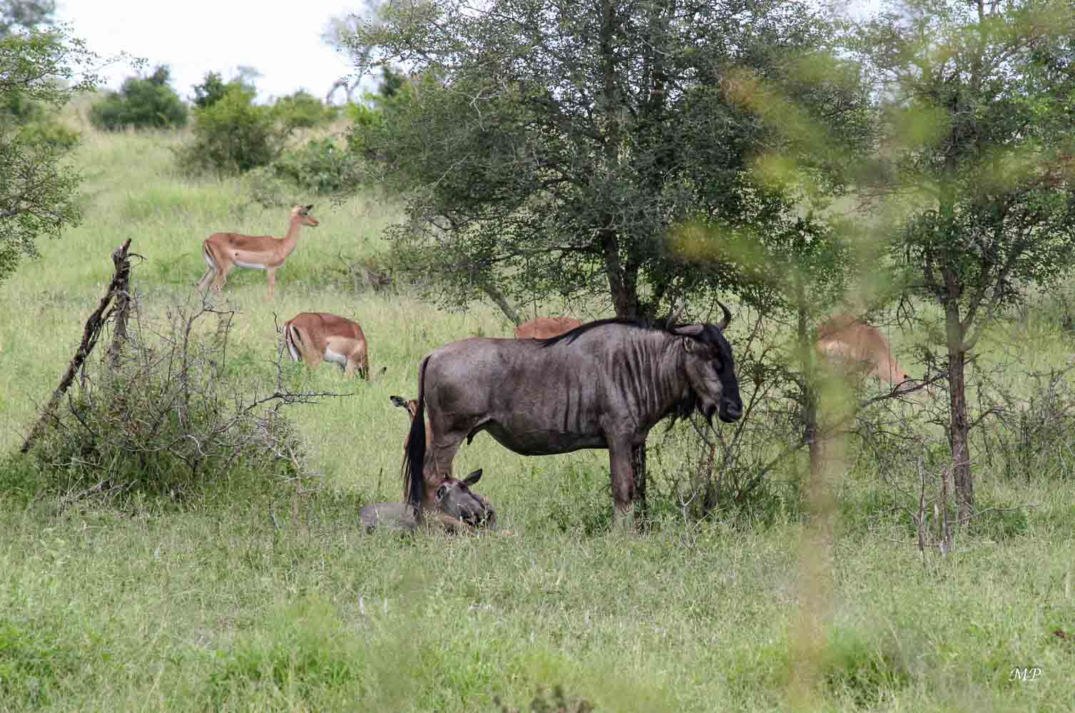 Gnous et Impalas