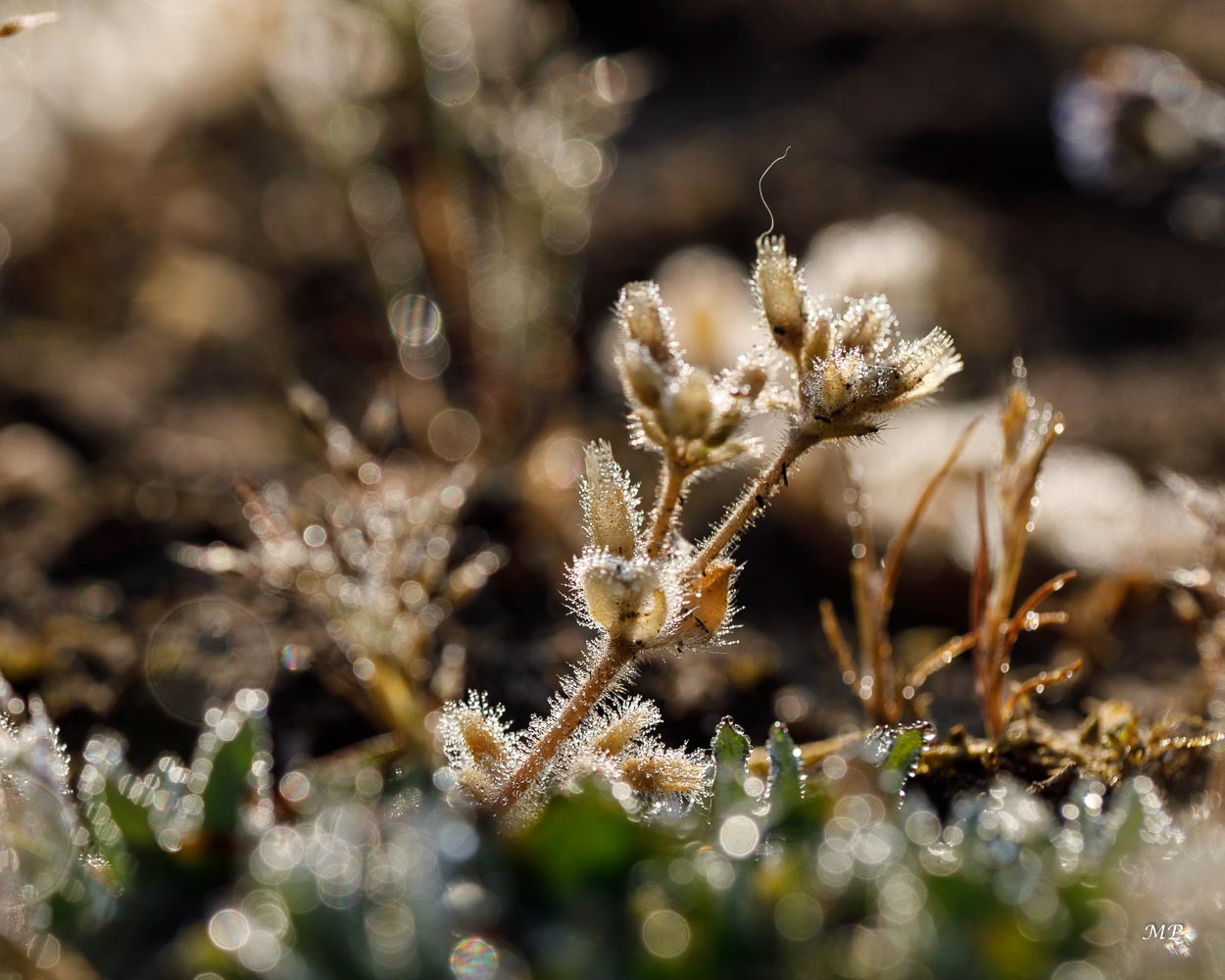 Perles de rosée sur les herbes
