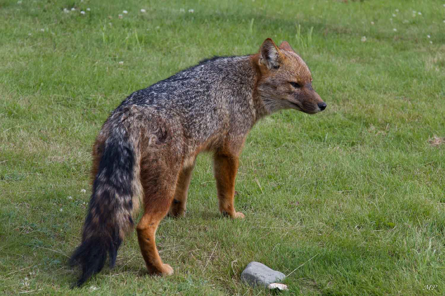 Terre de Feu: La faune n'y est pas craintive