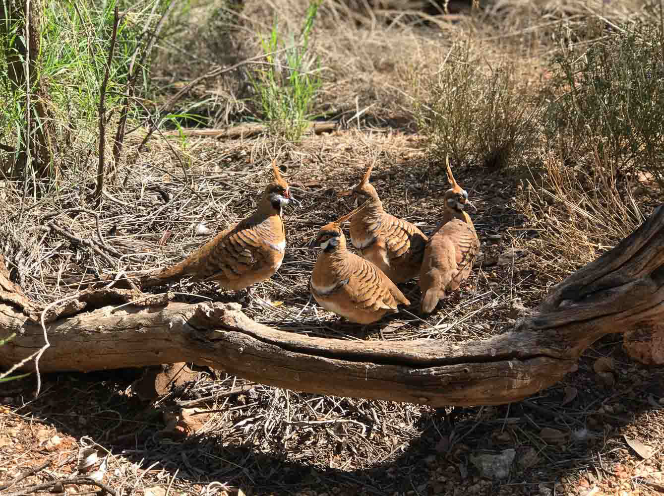 Colombine plumifère ou Spinifex-pigeon
