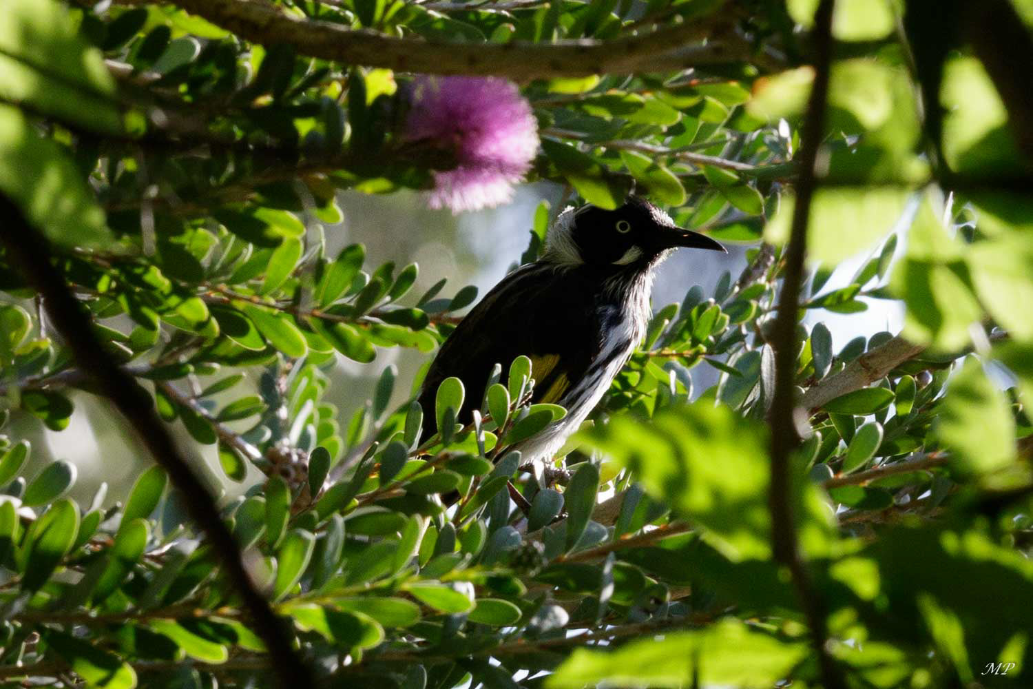 Méliphage de Nouvelle-Hollande
