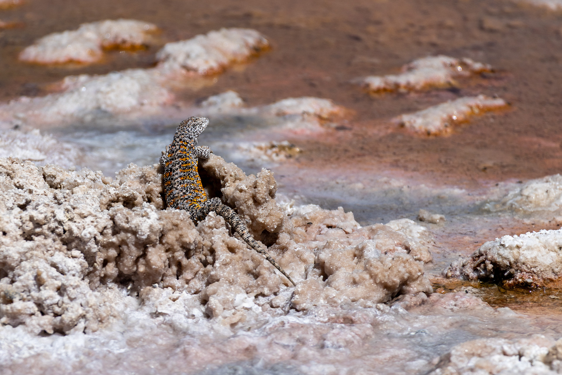 Atacama - Le lézard de Fabian est endémique à la région