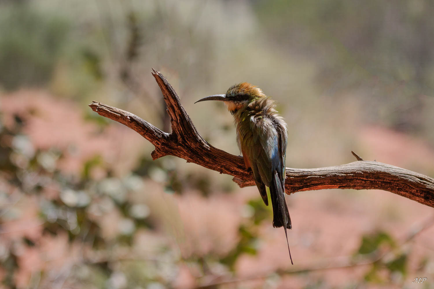 Guépier arc en ciel