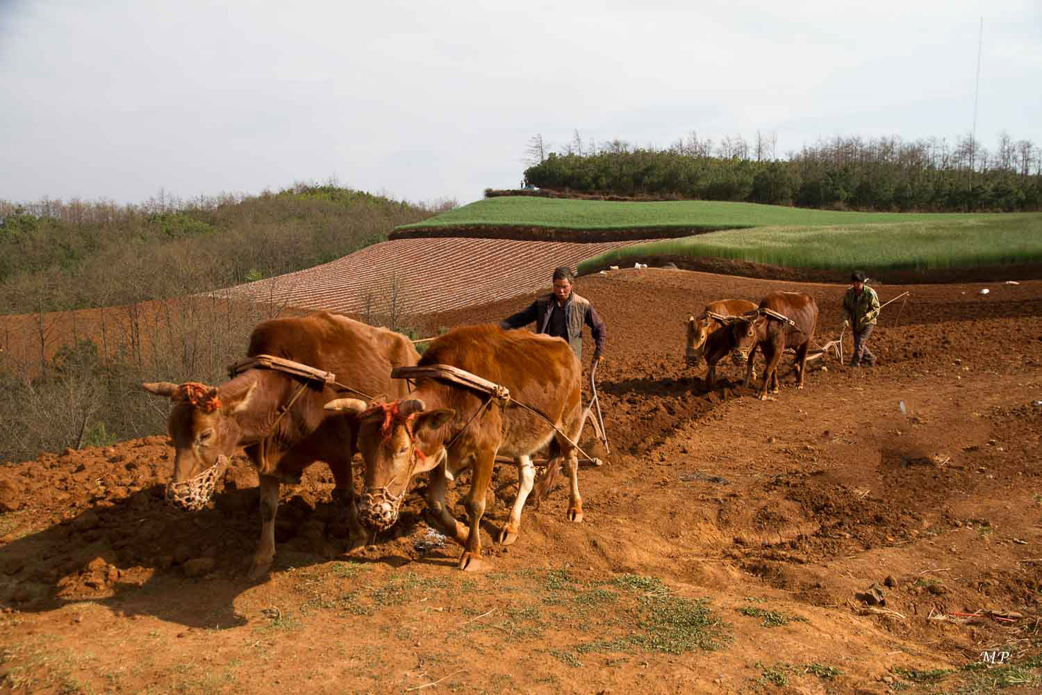 Yunnan - Dong Chuan : Début des labours et plantations de pommes de terre par une minorité Yi.