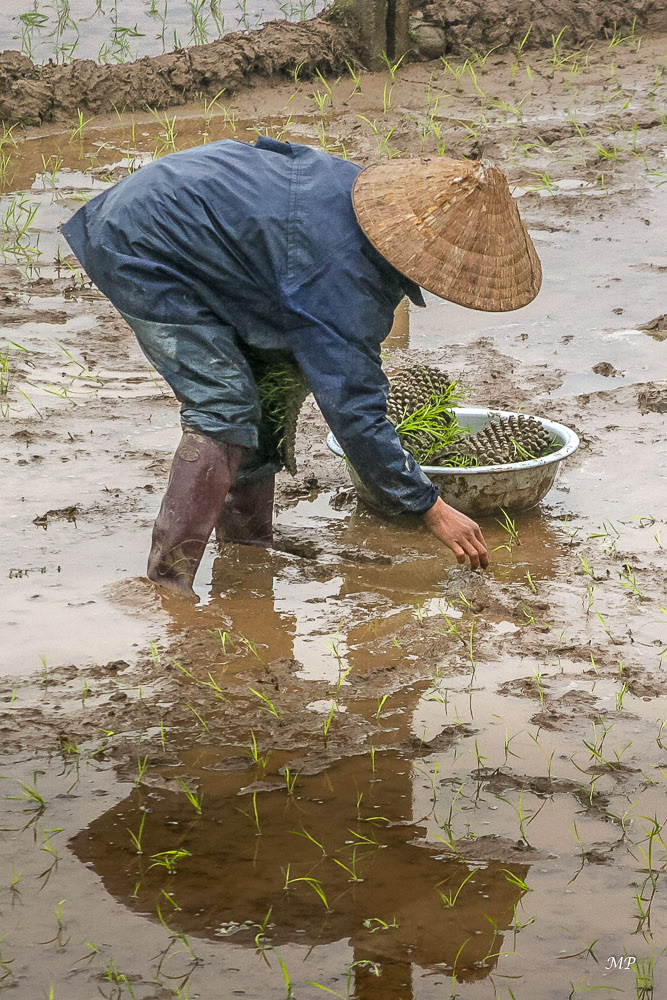 Travail dans les rizières