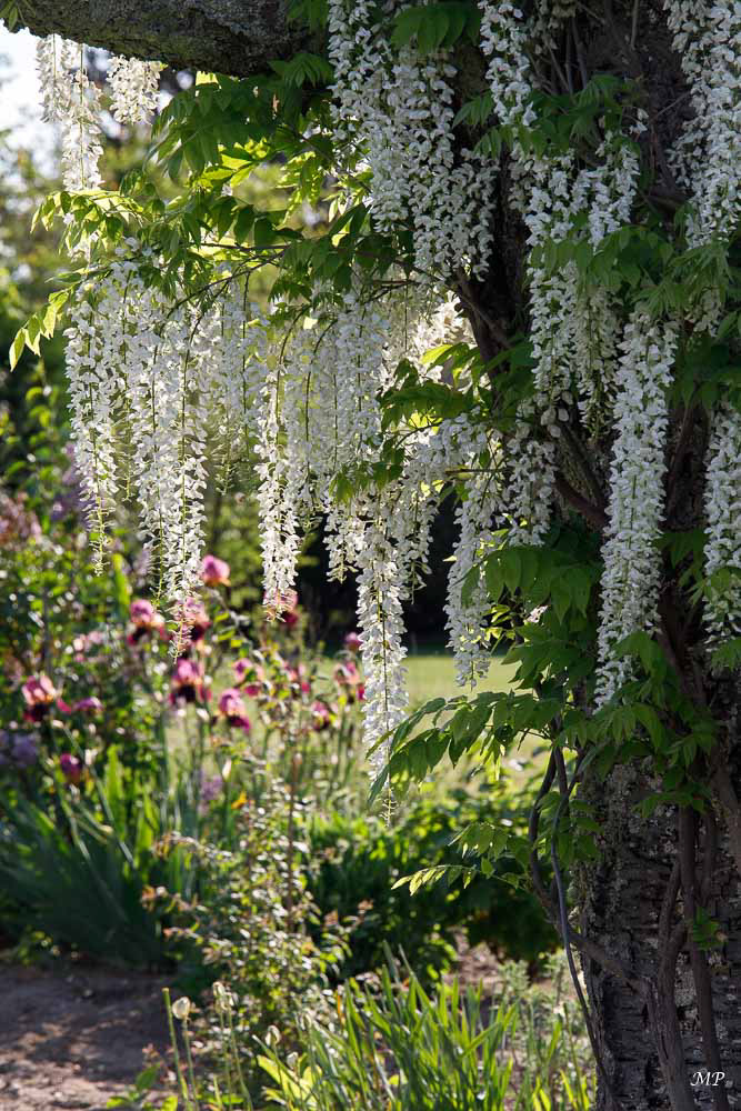 Glycine et Iris