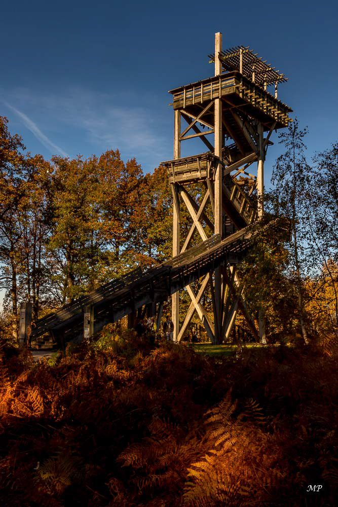 Forêt d'Orléans (45): Belvédère des Cayettes