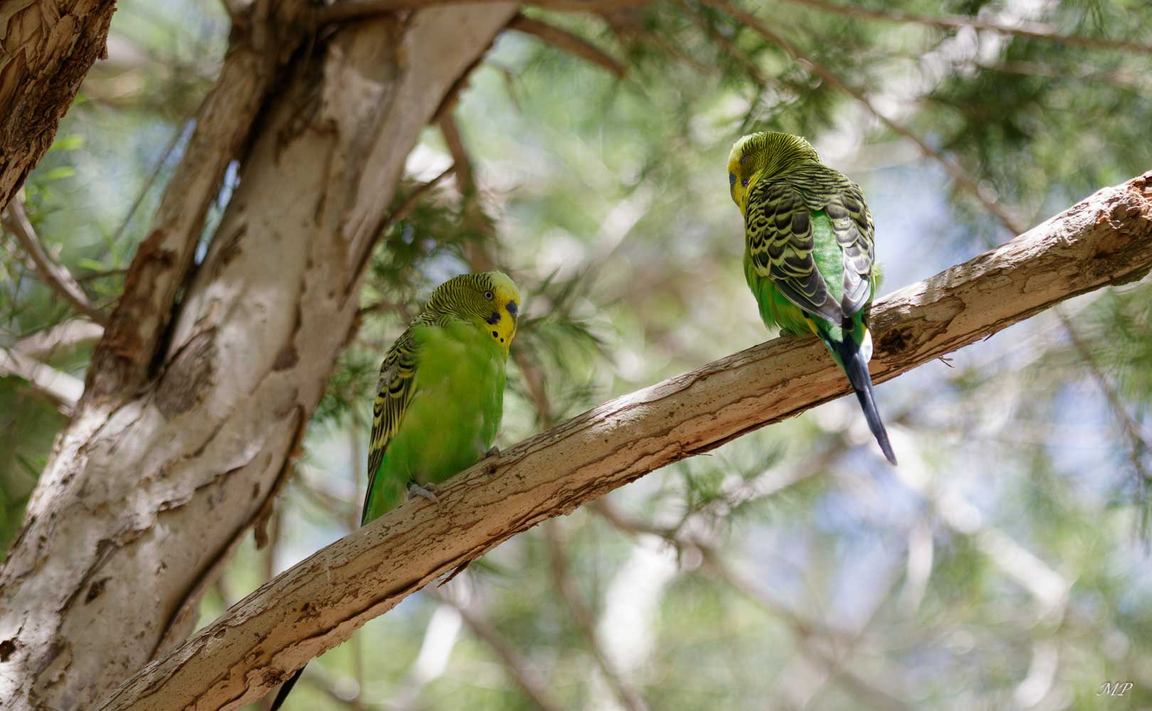Perruches ondulées ou Budgerigar (endémique)