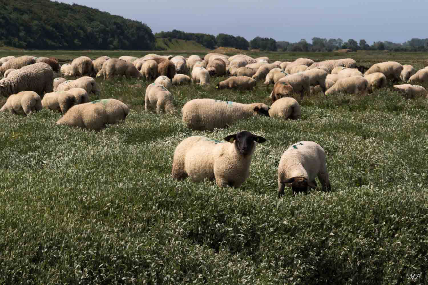 Cap Hornu - les prés salés