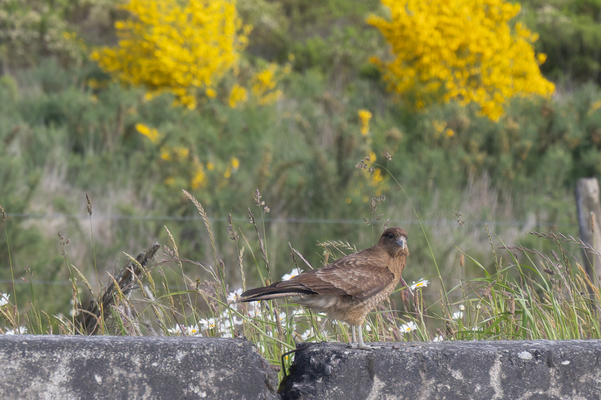 Le Caracara chimango, apparenté au faucon, se trouve essentiellement au Chili et en Argentine
