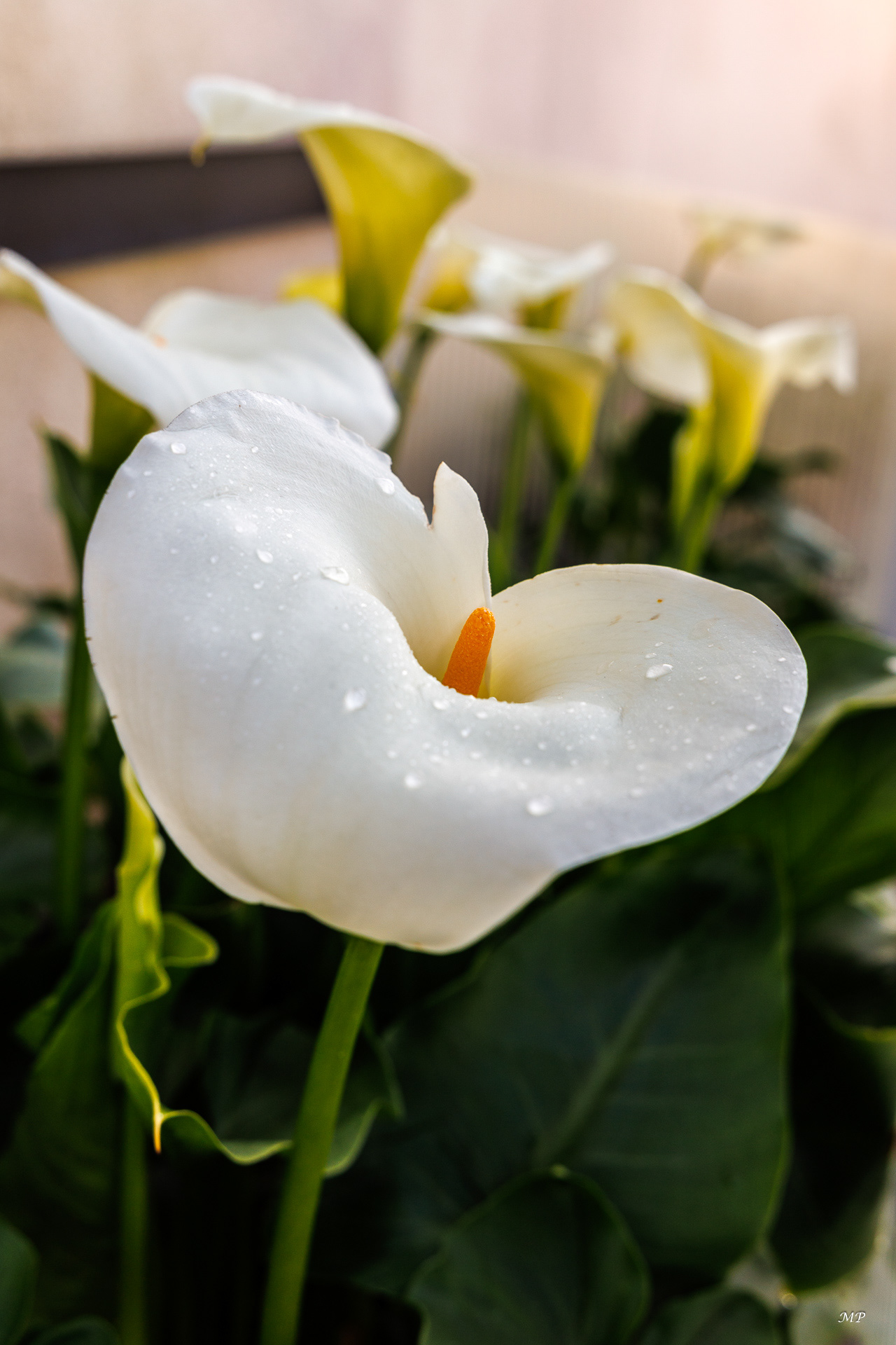 Les arums