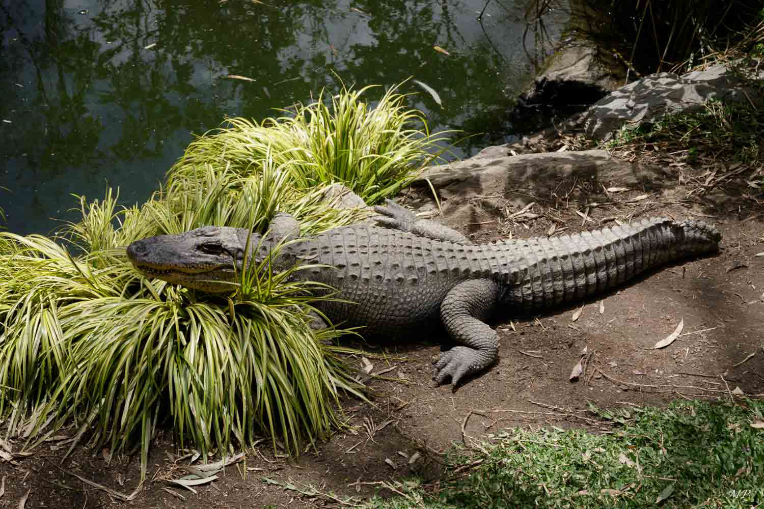 Crocodile australien