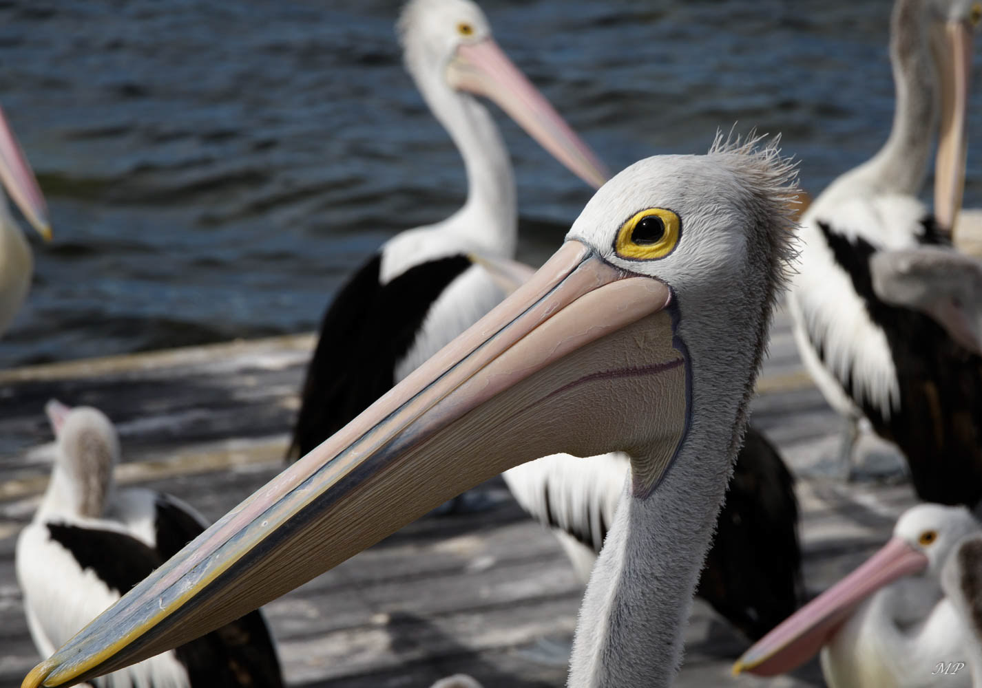 Pélican à lunettes