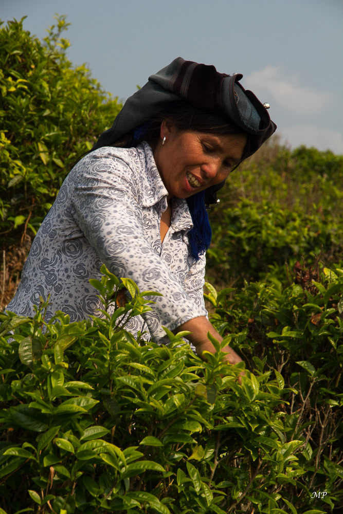 Yunnan - Cueilleuse de thé Hani