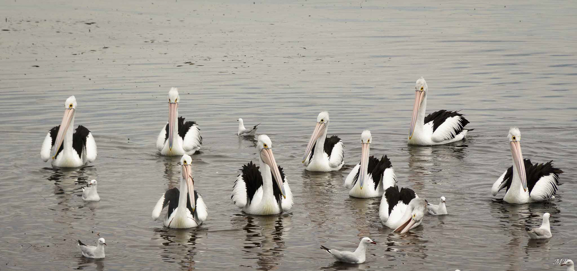 Péninsule Eyre – les pélicans de Port Neill