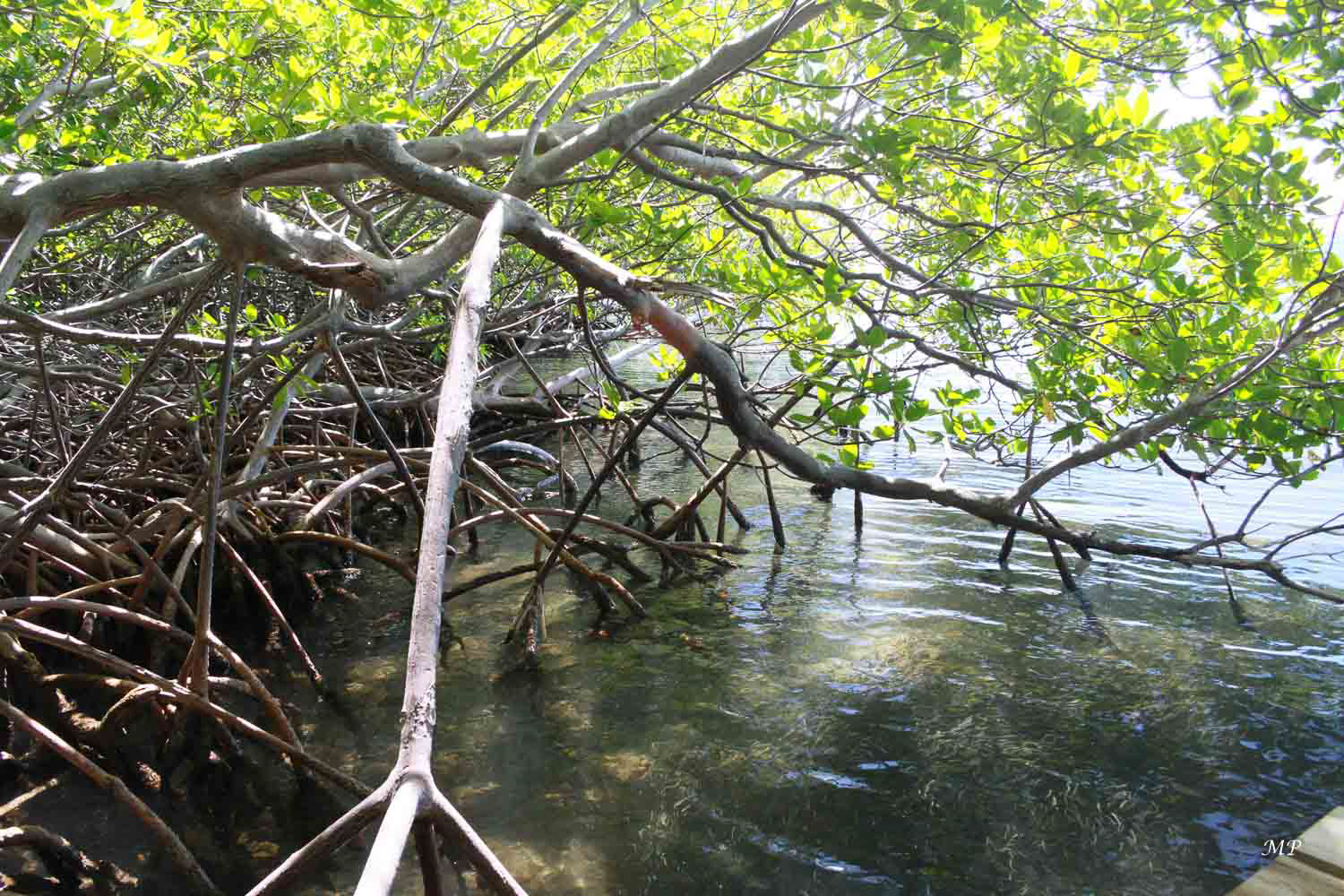 La mangrove de La Caravelle