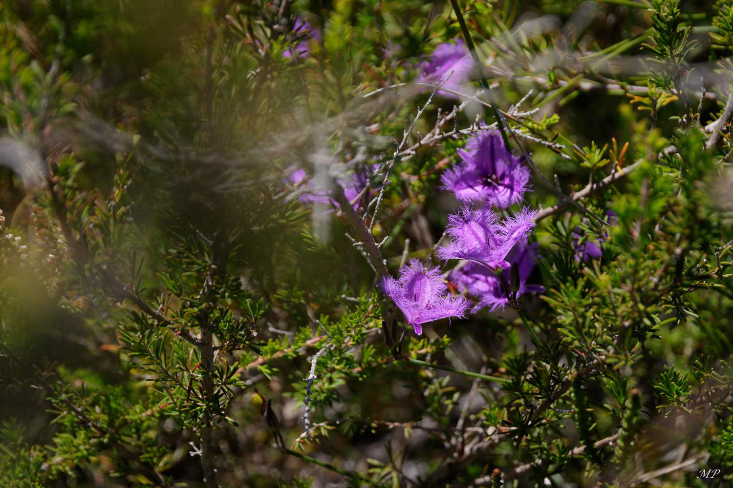 Manly - La flore du North Head Sanctuary