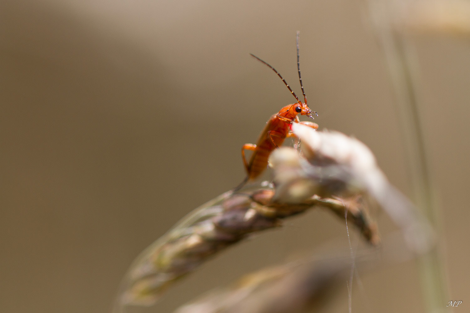 Cantharis