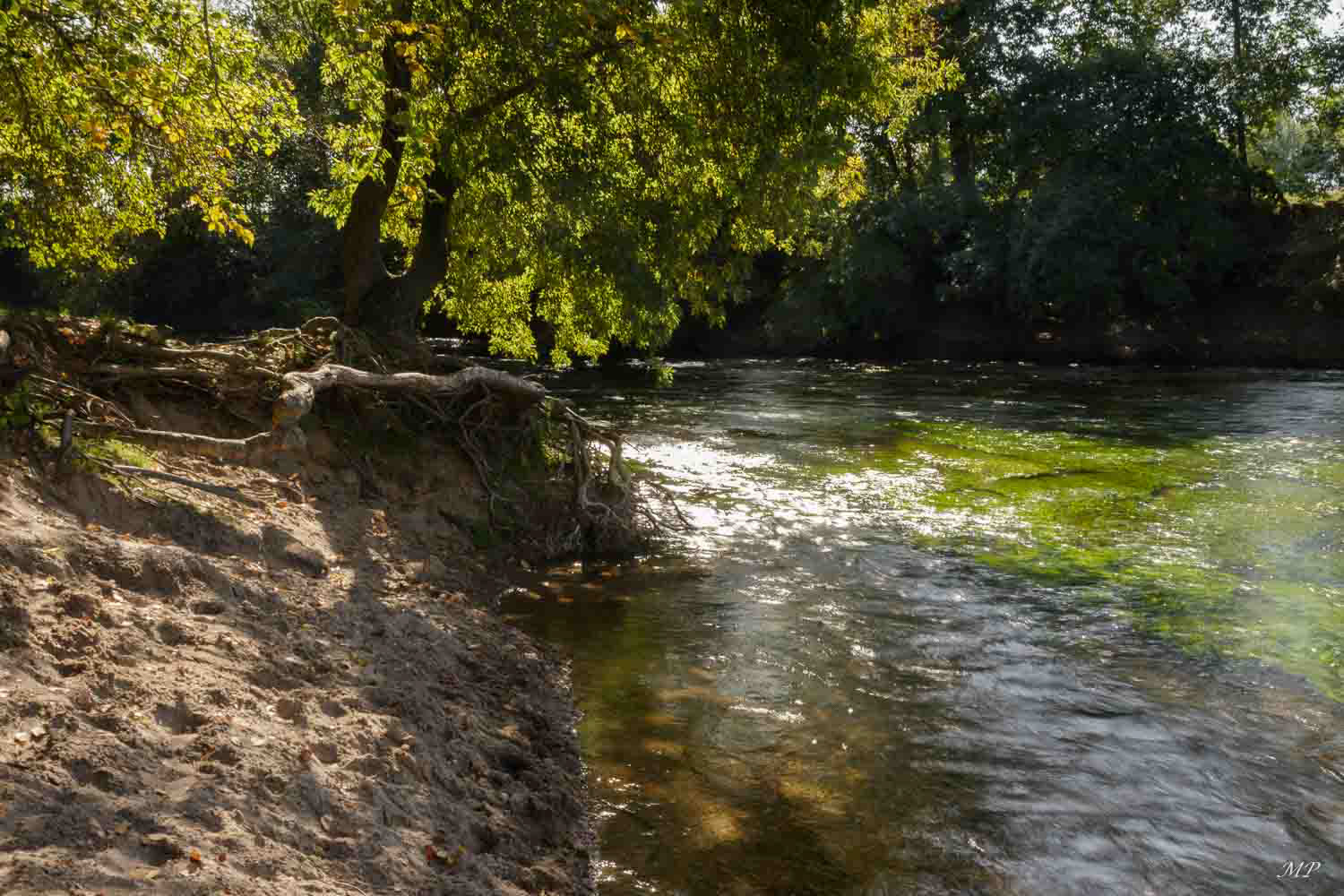 La Pointe de Courpain est un territoire de 13 ha situé au confluent du Loiret et de la Loire. Ce site abrite une forêt alluviale qui fait partie de la réserve naturelle de Saint-Mesmin. Anciennement cultivé, le site permettait de récolter à peine de quoi faire son pain d'où son nom. La forêt a aujourd'hui remplacé les prairies, se développant rapidement grâce à la proximité de l'eau de la nappe et aux minéraux. 23 espèces d'arbres et 15 espèces d'arbustes et d'arbrisseaux sont dénombrés. 