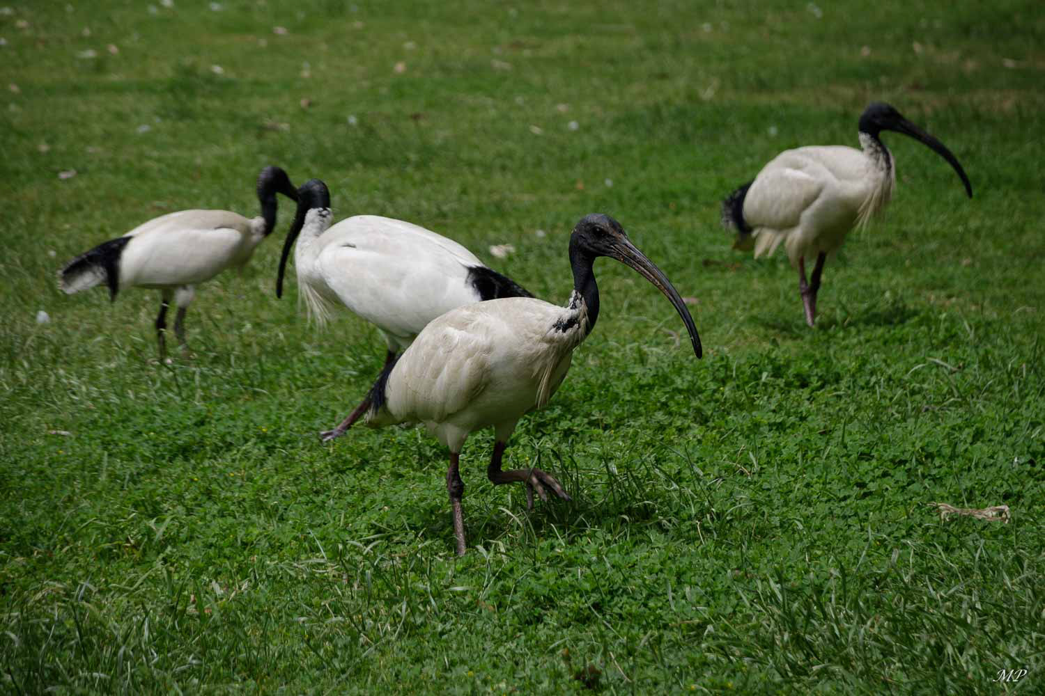 Ibis à cou noir