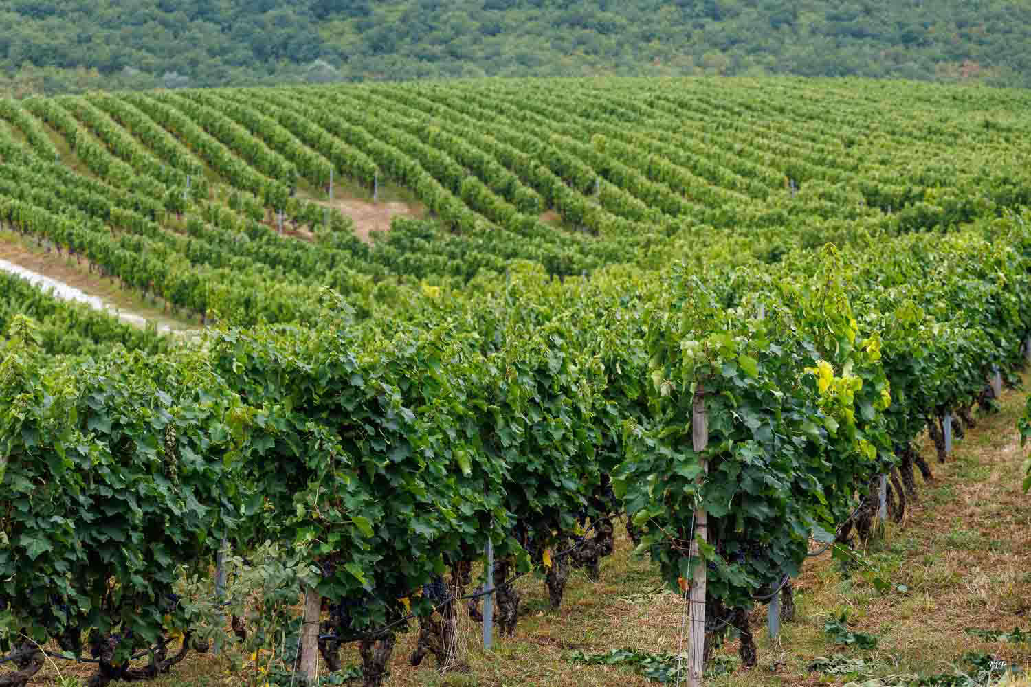 Le vignoble Boutari fondé en 1871 à Naoussa en Macédoine-Centrale