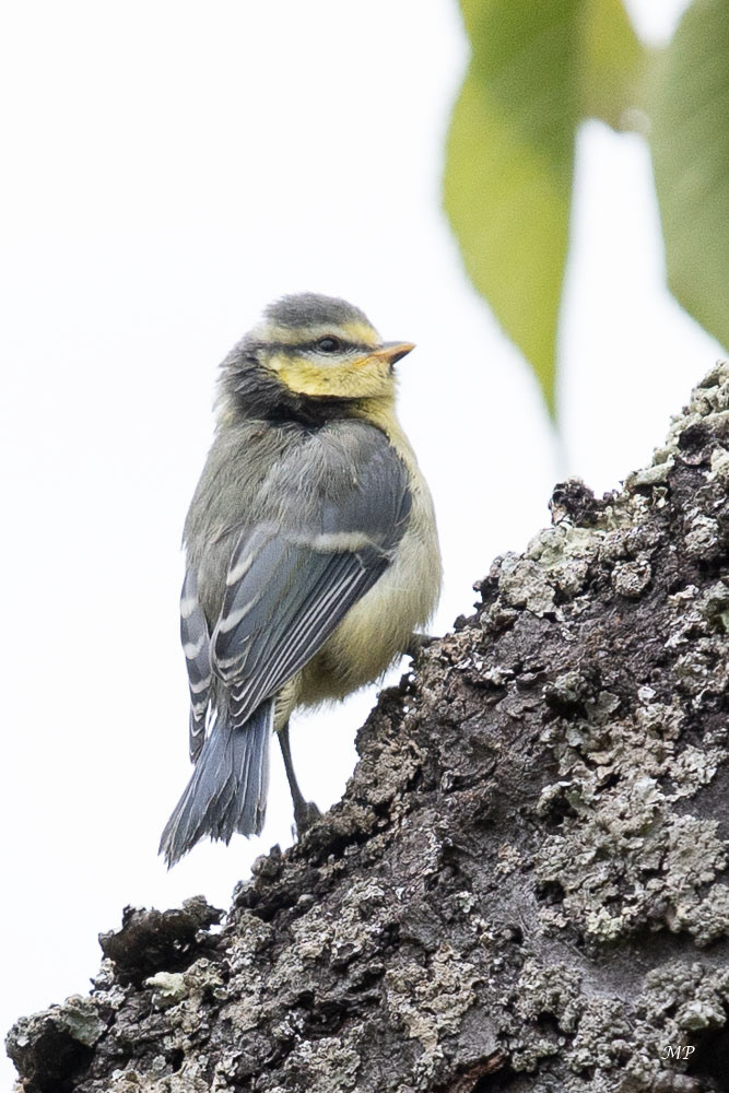 Petite Mésange bleue