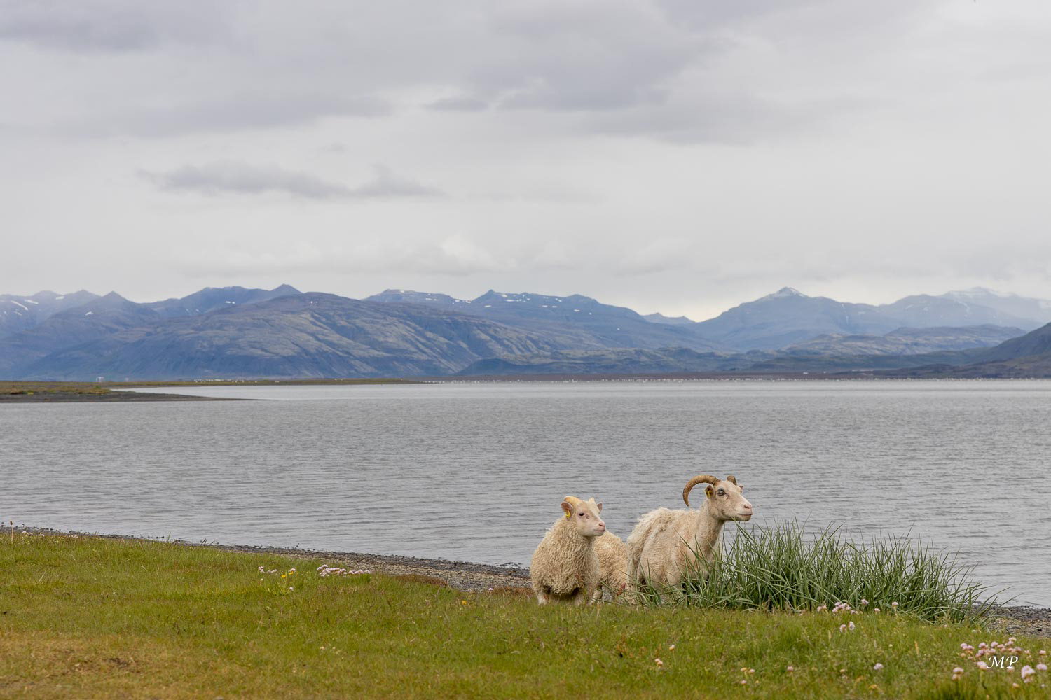 Fjords de l’Est : Coincée entre la roche et l'océan, la route se fait corniche, laissant derrière elle l'Islande battue par le tourisme pour parcourir une Islande battue par les vents du large et fréquentée par quelques familles de moutons et de cygnes chanteurs.