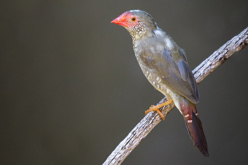 Miro à flanc chamois