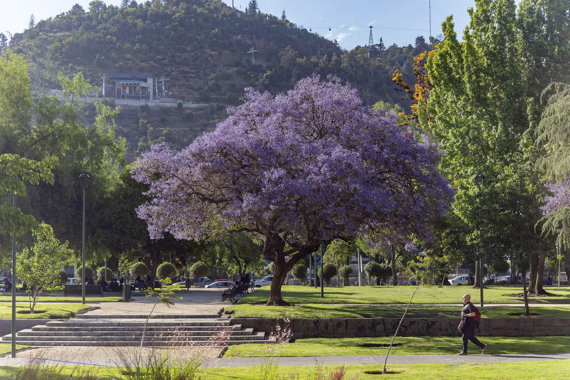 Santiago - Jacaranda devant la colline St Cristobal