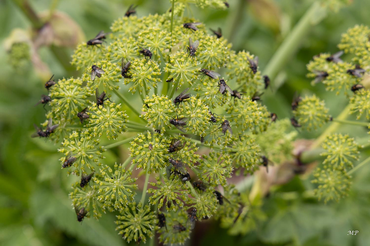 Angélique et ses mouches