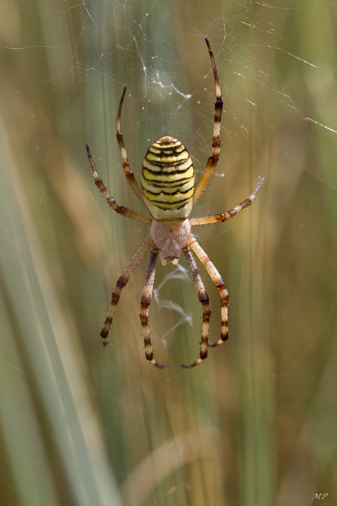 Argiope