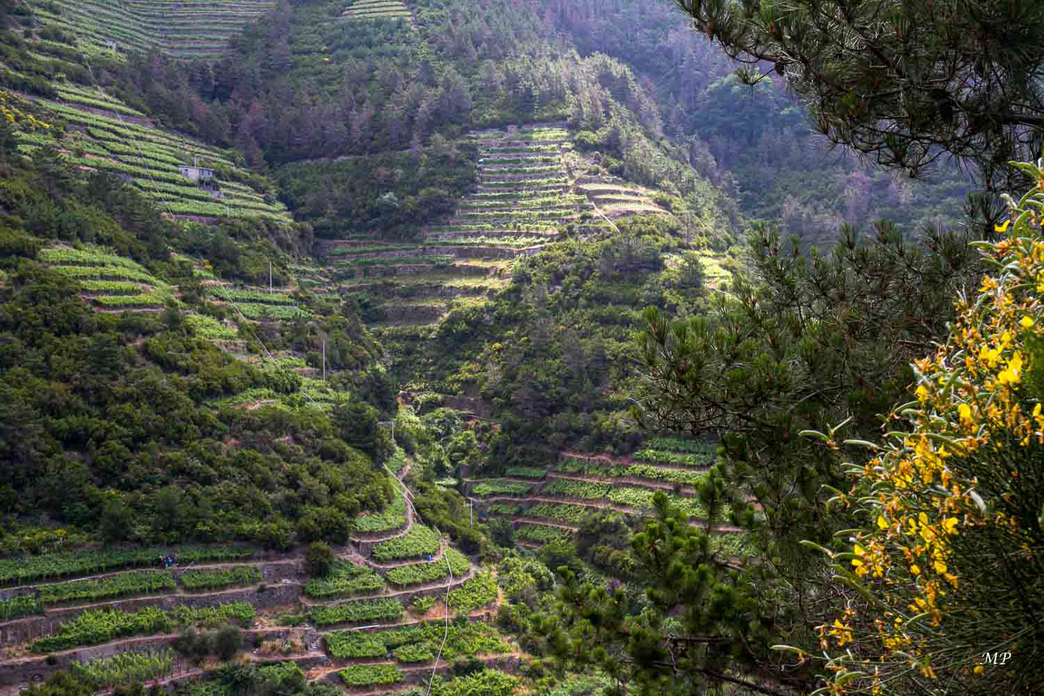 Le vignoble des Cinq Terres