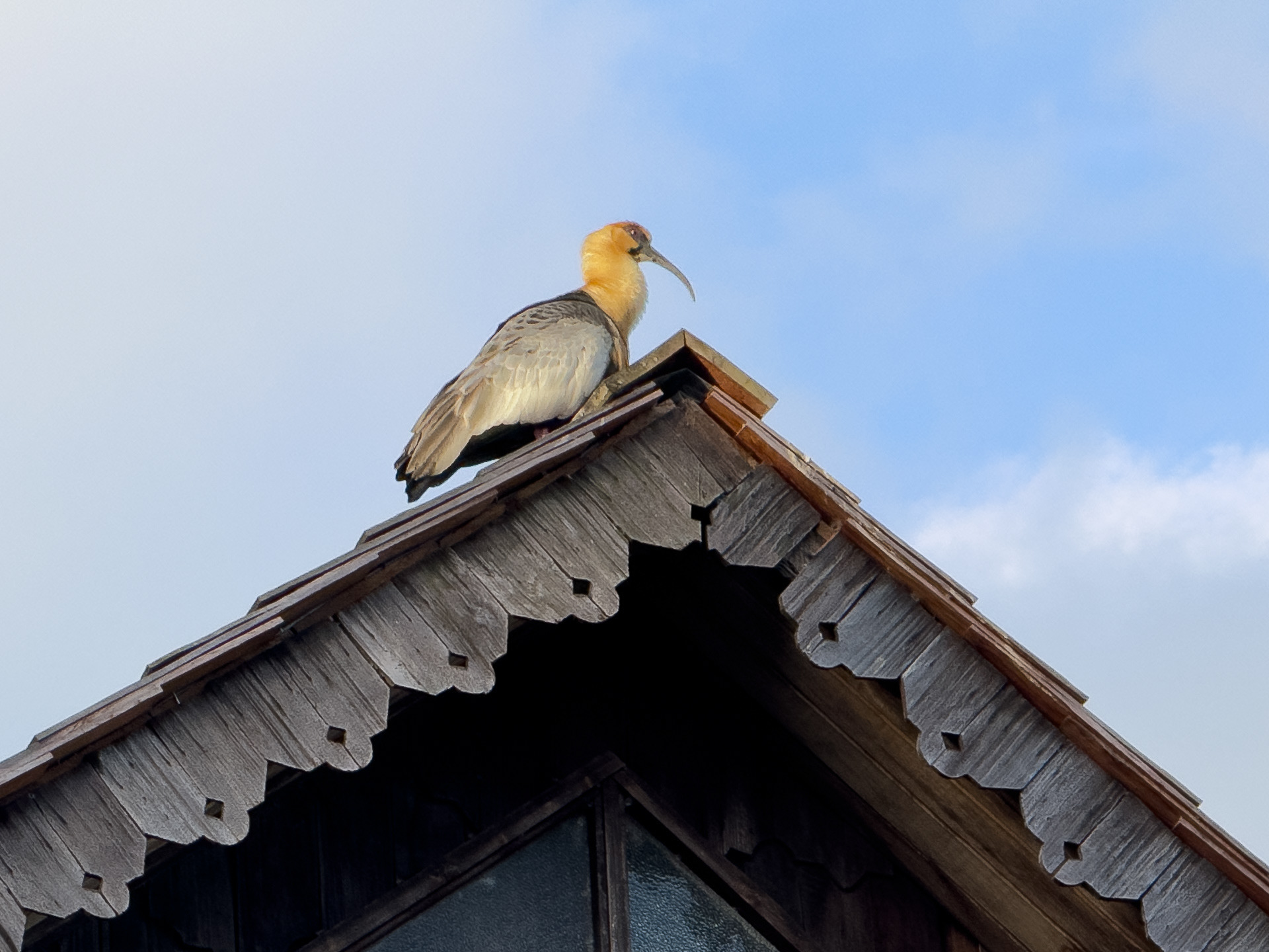 L'île de Chiloé - L'Ibis est présent partout en Patagonie chilienne