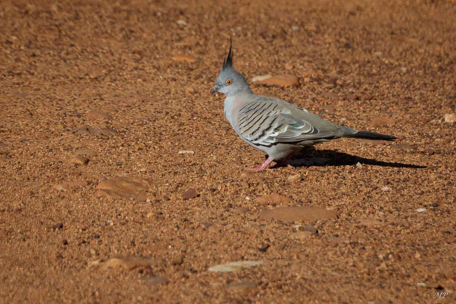 Colombine longup (endémique)