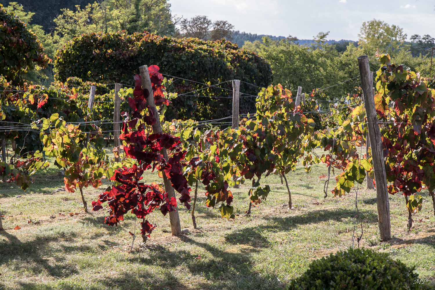 Vignoble de Duras (47)