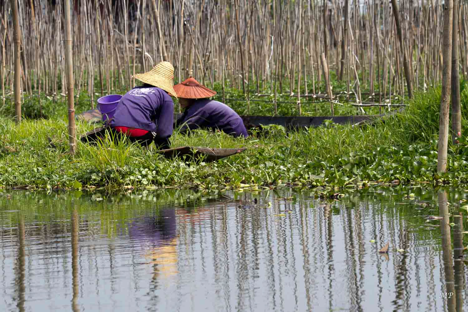Les jardins flottants du Lac Inle