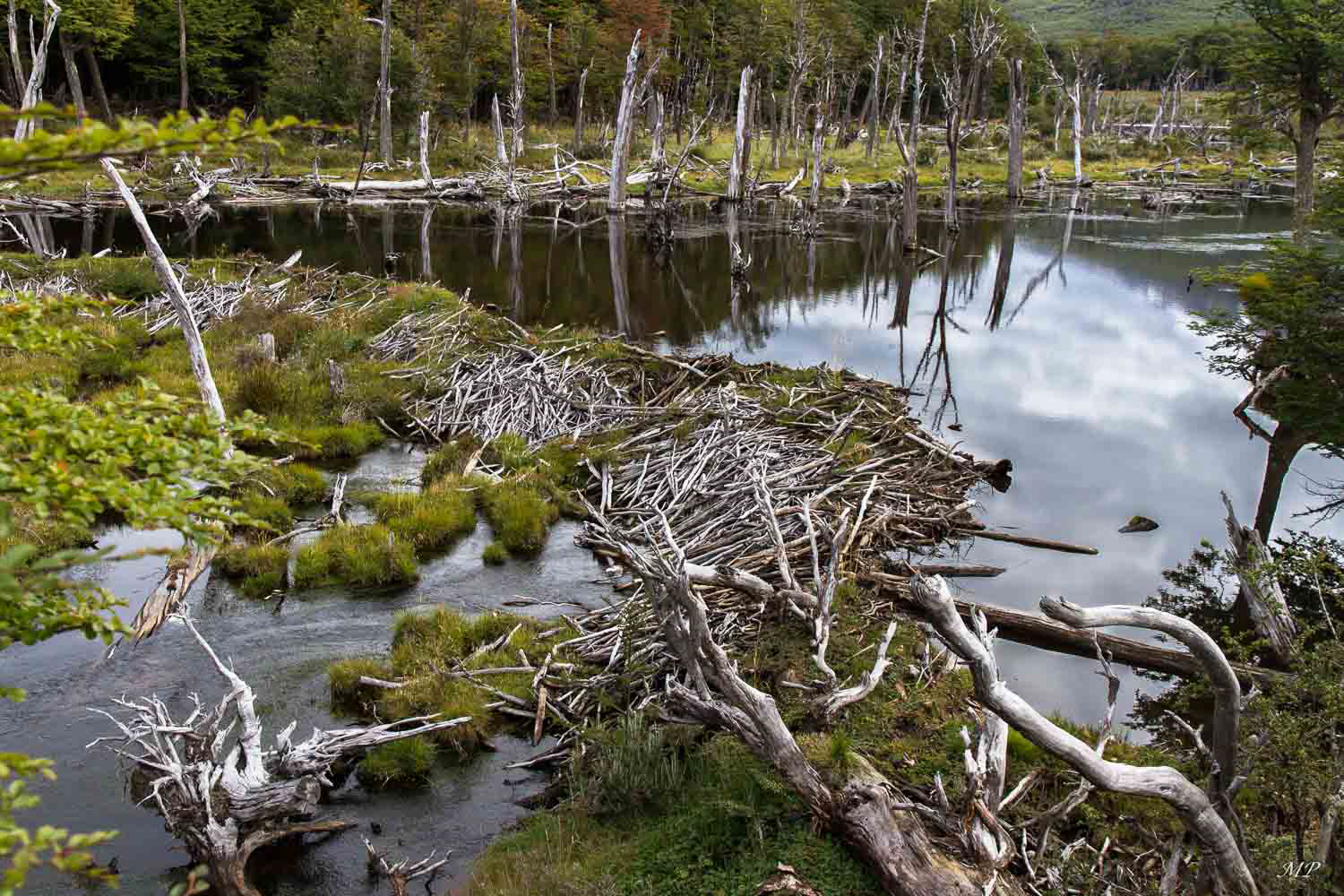 Terre de Feu: Dégâts occasionnés par des castors importés du Canada au XIXe.