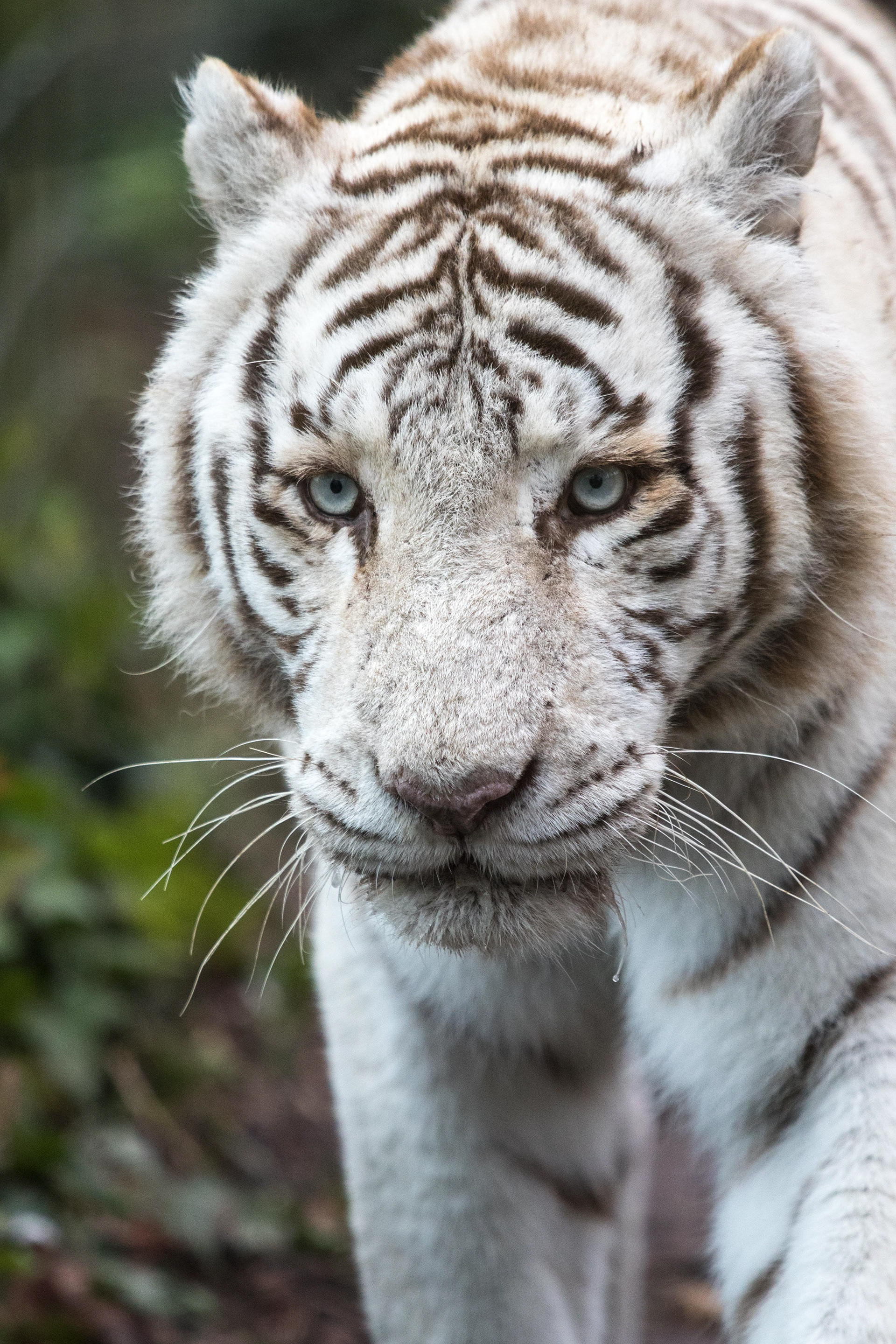 Tigre blanc