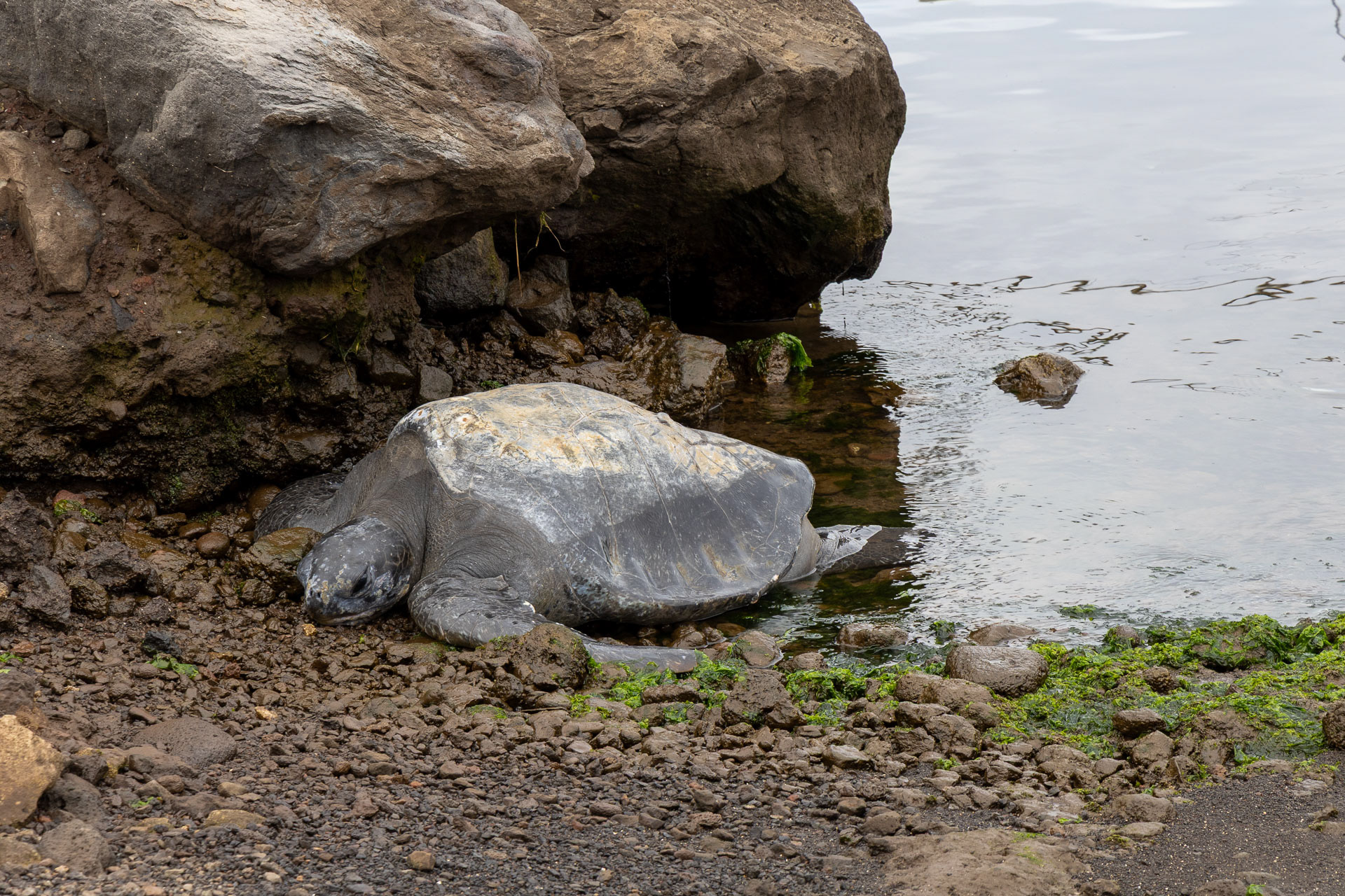 Tortue de mer ou Honu