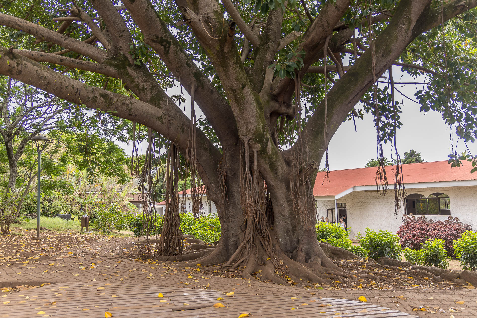Hanga Roa - Ficus plus que centenaire