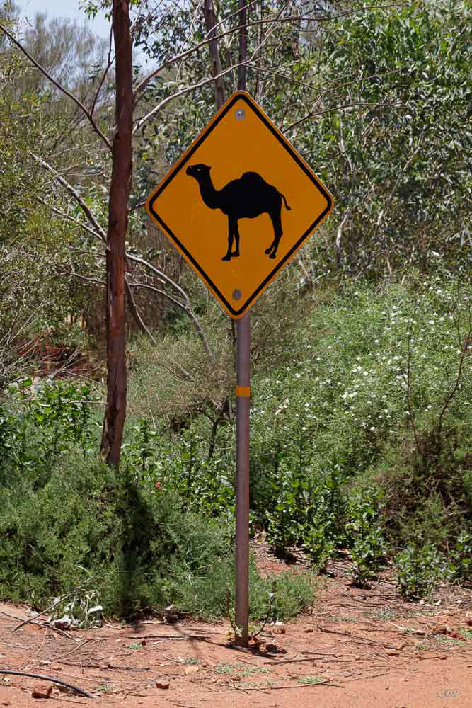 Traversée de Camel - Ce ne sont pas des chameaux mais des dromadaires : "Quand un mot réclame un léger effort de prononciation, on lui préfère généralement un mot plus court et inexact en Australie" (Arthur Upfield)