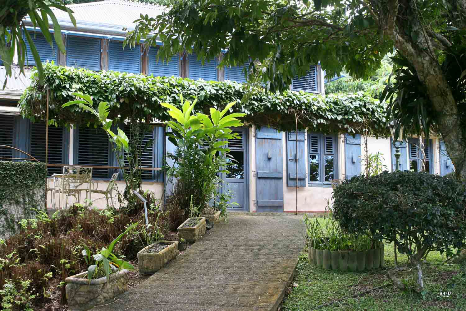 Deshaies, la Montagne aux Orchidées (Basse-Terre)