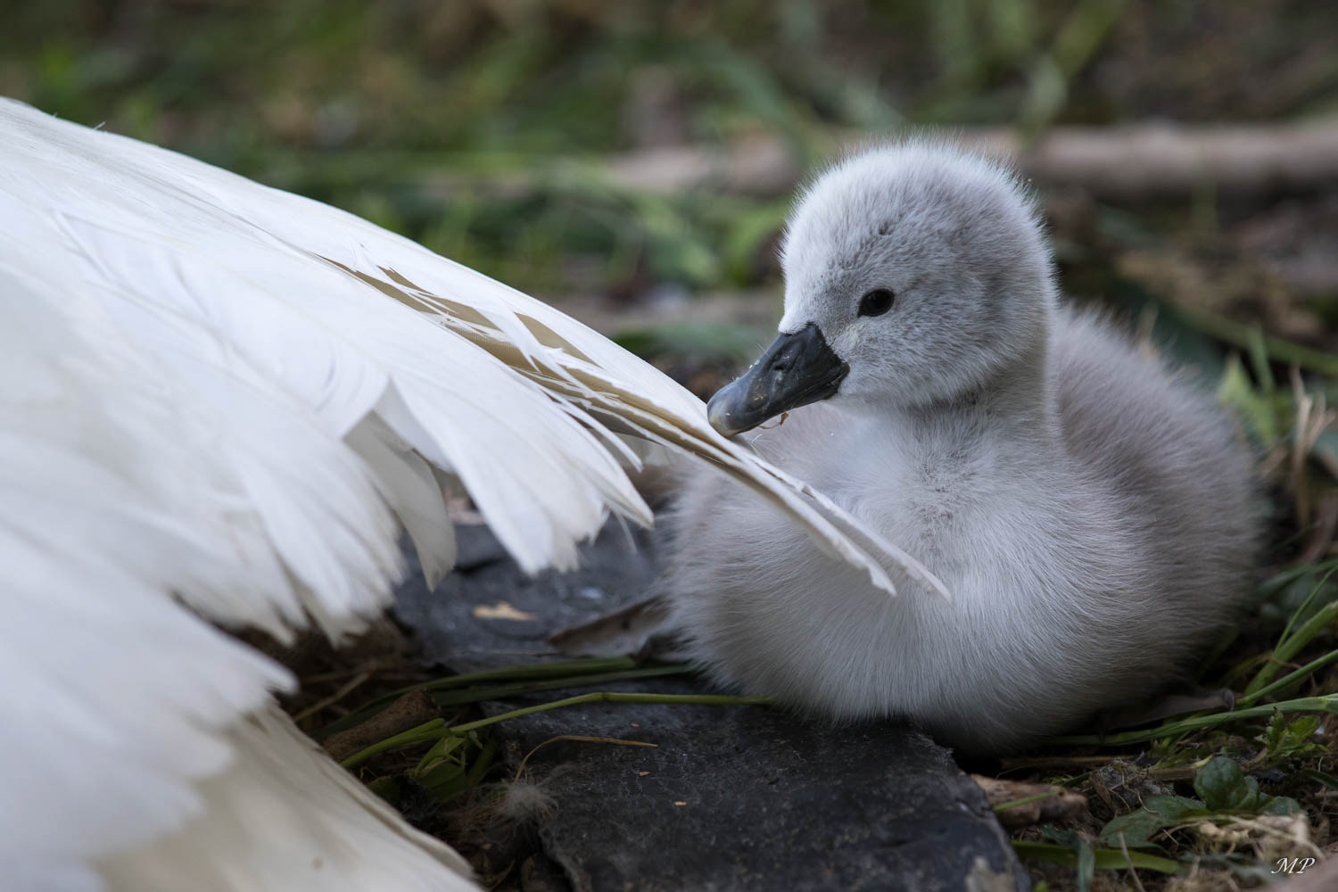 Naissance sur ses rives
