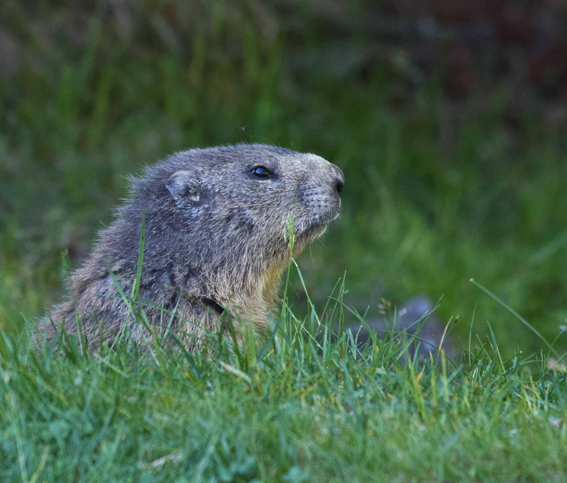 Haute-Savoie, une marmotte