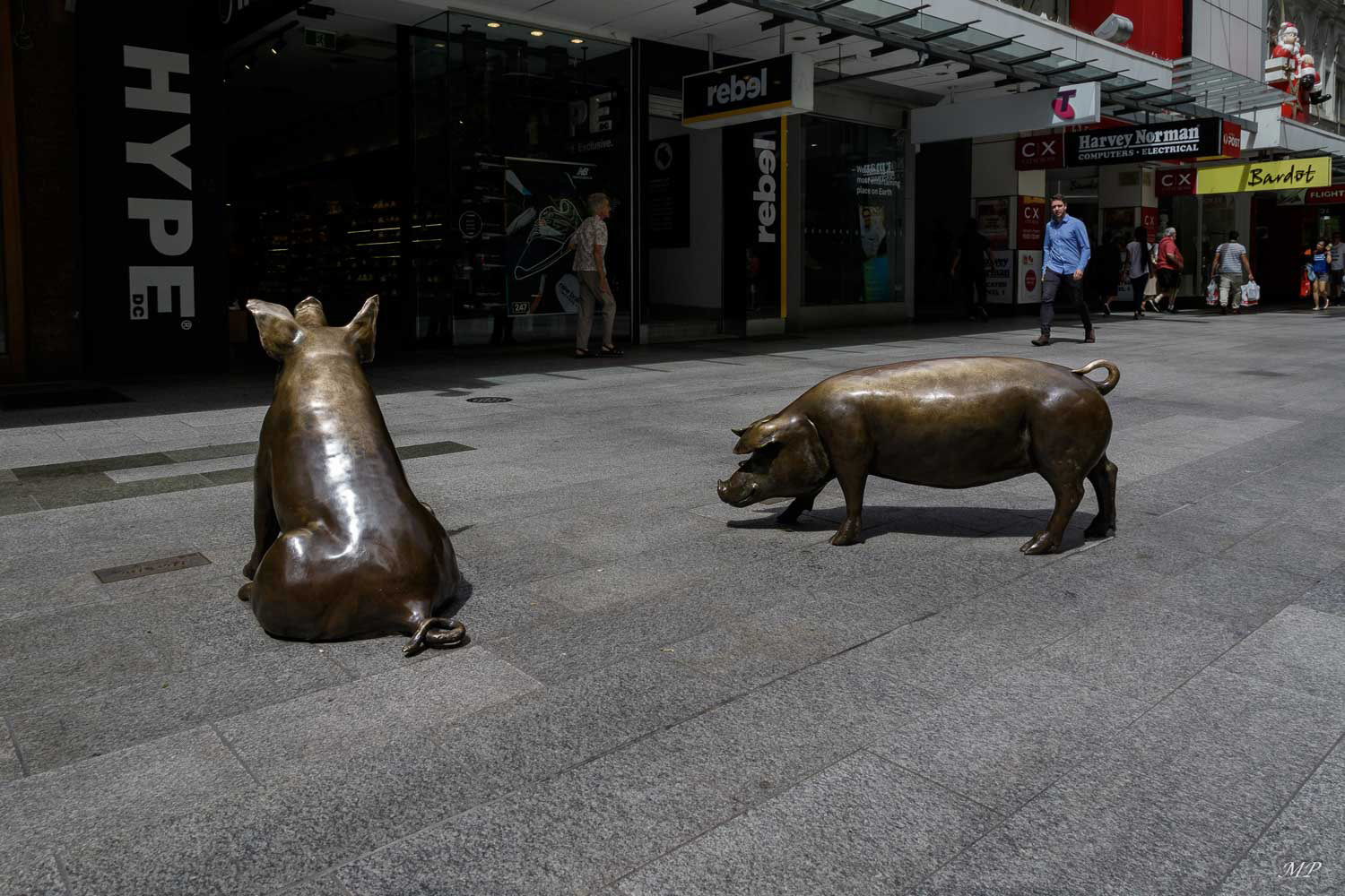 Les cochons curieux d'Adélaïde